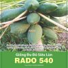 GÓI 20 HẠT - HẠT GIỐNG ĐU ĐỦ SIÊU LÙN RADO 540 RẠNG ĐÔNG