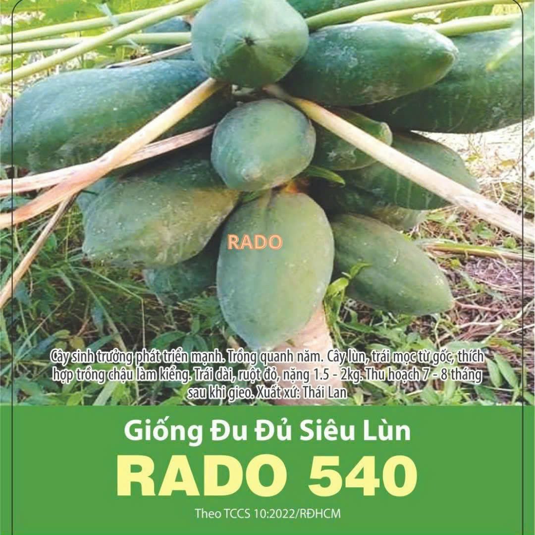 GÓI 20 HẠT - HẠT GIỐNG ĐU ĐỦ SIÊU LÙN RADO 540 RẠNG ĐÔNG