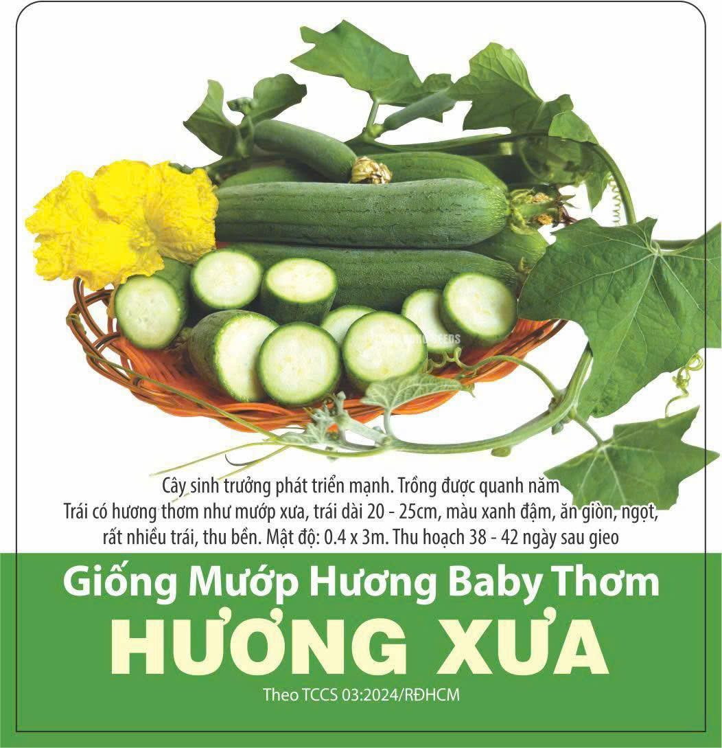 GÓI 10 HẠT - HẠT GIỐNG MƯỚP HƯƠNG BABY THƠM HƯƠNG XƯA RẠNG ĐÔNG