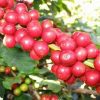 Hợp Trí HK NPK 7-5-44+TE 40 gram - Ảnh 4