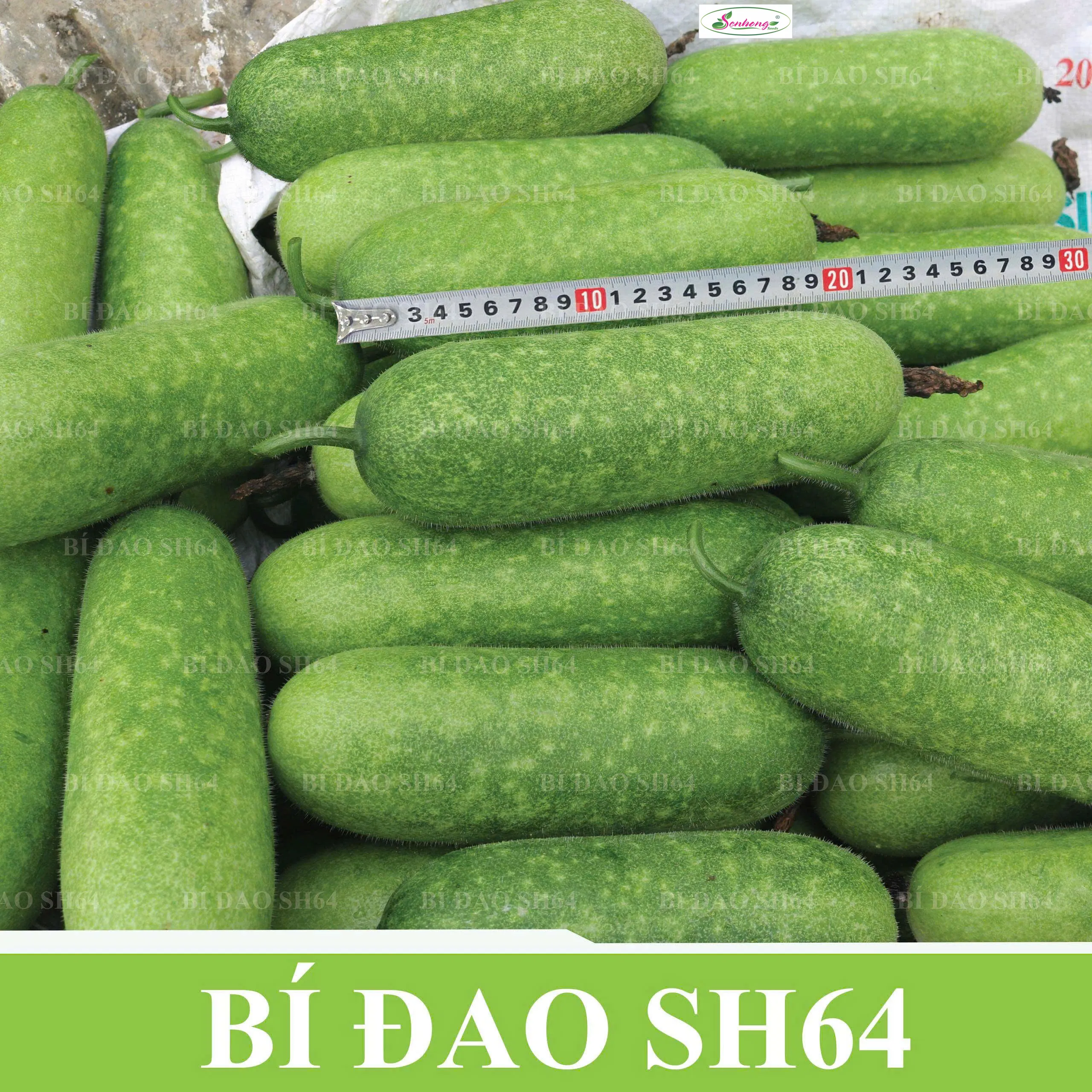 Gói 50H Hạt giống Bí đao SH64 Sen Hồng - Ảnh 3