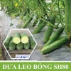 Gói 10gr Hạt giống Dưa leo SH80 Sen Hồng - Ảnh 3