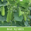 Gói 50H Hạt giống Bầu xị SH21 Sen Hồng - Ảnh 3