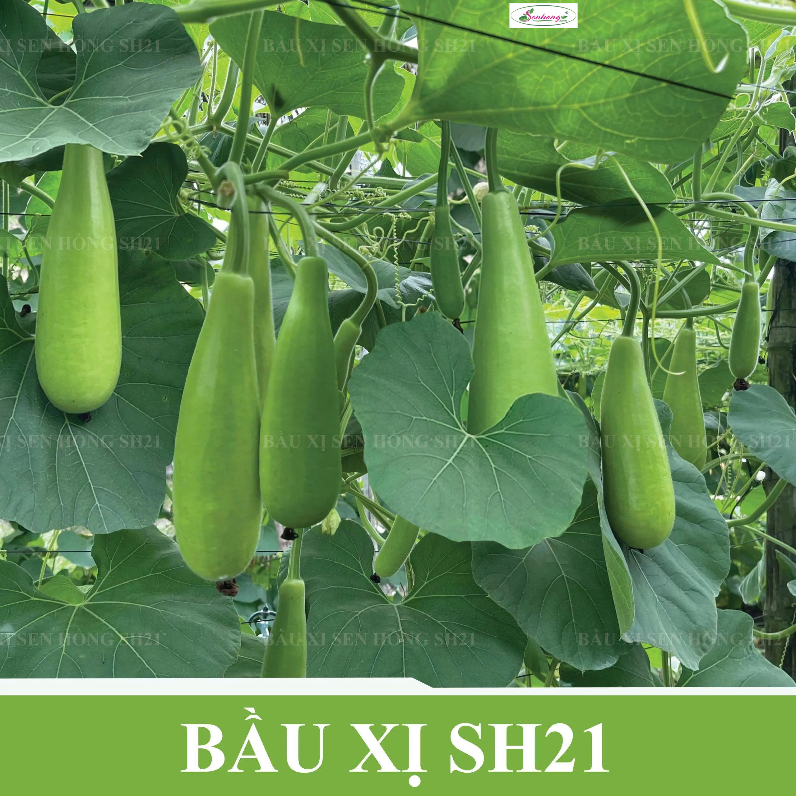 Gói 50H Hạt giống Bầu xị SH21 Sen Hồng - Ảnh 3