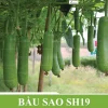 Gói 100H Hạt giống Bầu sao SH19 Sen Hồng - Ảnh 2