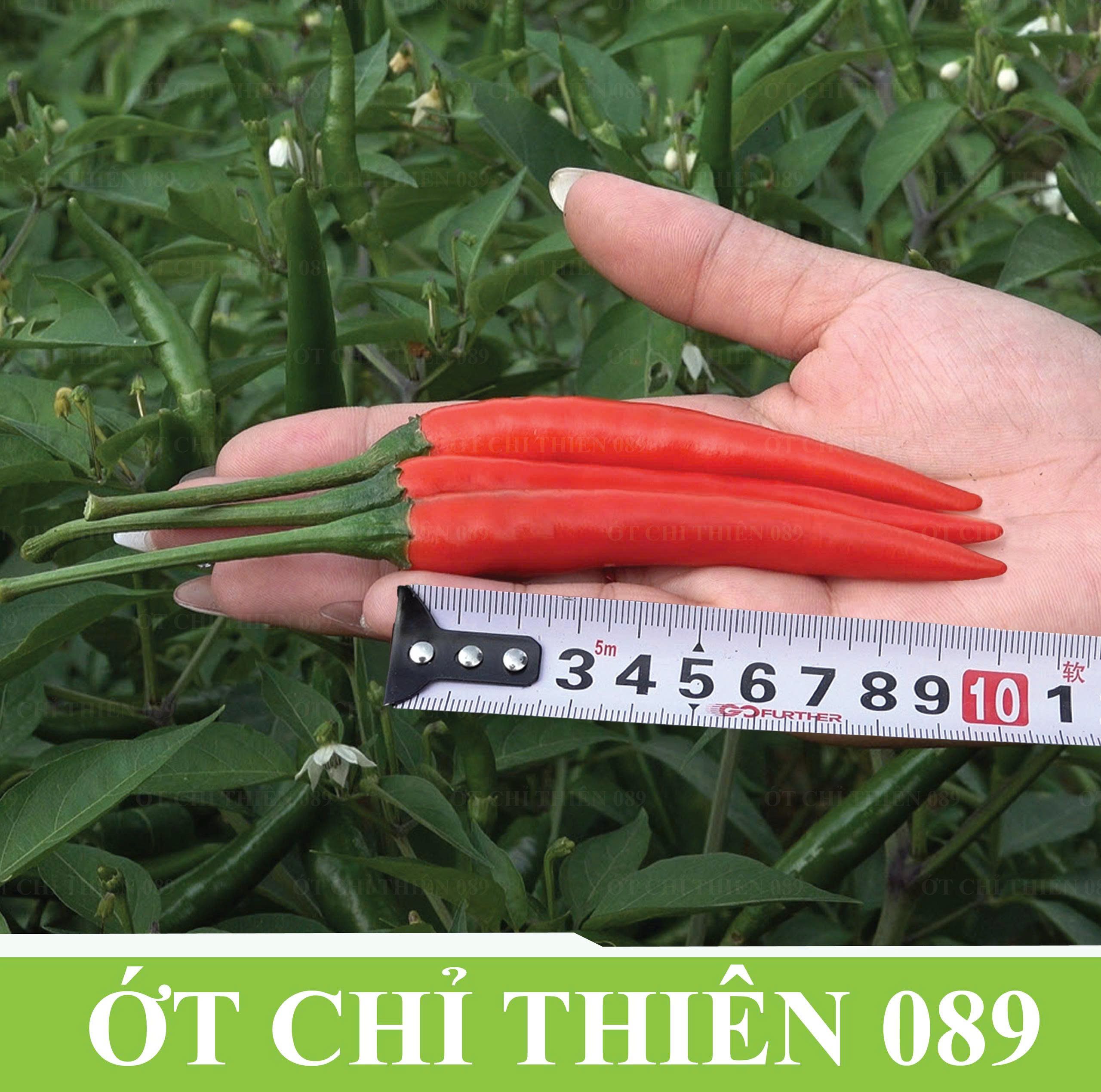 Gói 1gr Hạt giống Ớt Chỉ thiên Sen Hồng 089 - Ảnh 4