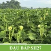 Gói 50gr Hạt giống Đậu bắp 5 cạnh SH27 Sen Hồng - Ảnh 2