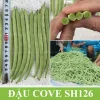 Gói 500gr Hạt giống Đậu Cove SH126 Sen Hồng - Ảnh 2