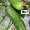 Gói 20H Hạt giống Bí đao SH65 Sen Hồng - Ảnh 3