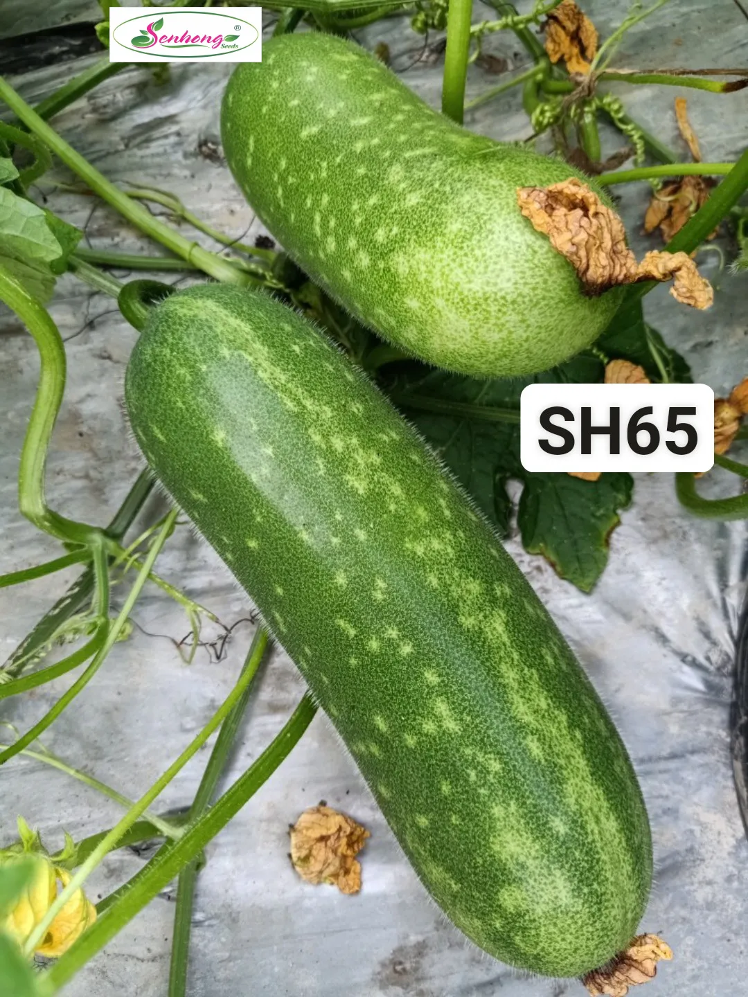 Gói 20H Hạt giống Bí đao SH65 Sen Hồng - Ảnh 3