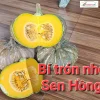 Gói 10gr Hạt giống Bí đỏ tròn SH123 SEN HỒNG - Ảnh 2