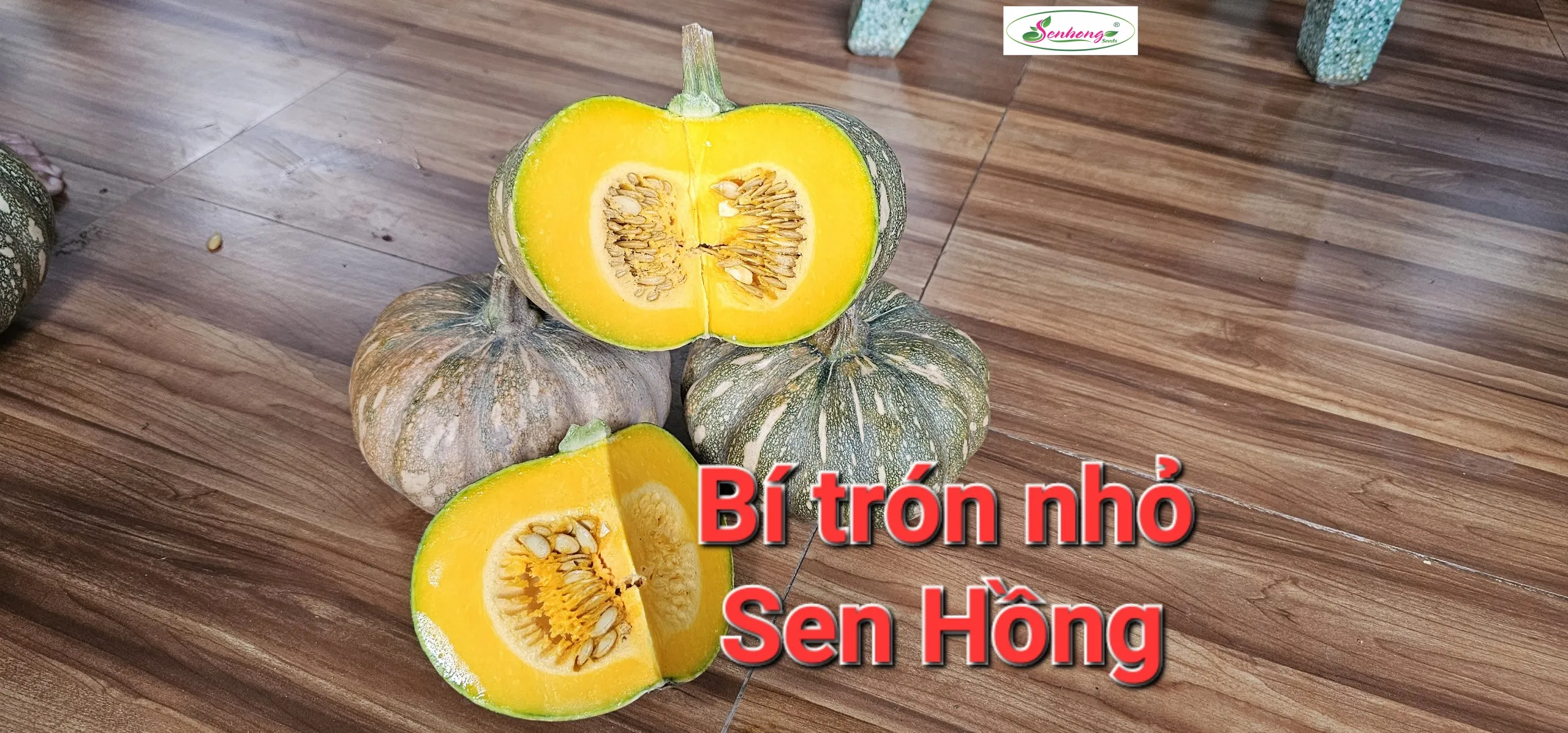 Gói 10gr Hạt giống Bí đỏ tròn SH123 SEN HỒNG - Ảnh 2