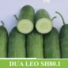 Gói 5gr Hạt giống Dưa leo SH80.1 Sen Hồng - Ảnh 4