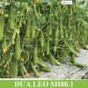 Gói 5gr Hạt giống Dưa leo SH80.1 Sen Hồng - Ảnh 2