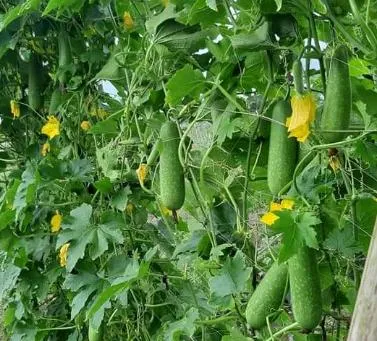 Gói 50H Hạt giống Bí đao SH64 Sen Hồng - Ảnh 2