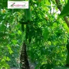 Gói 20H Hạt giống Bí đao SH65 Sen Hồng - Ảnh 2