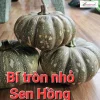 Gói 10gr Hạt giống Bí đỏ tròn SH123 SEN HỒNG - Ảnh 4
