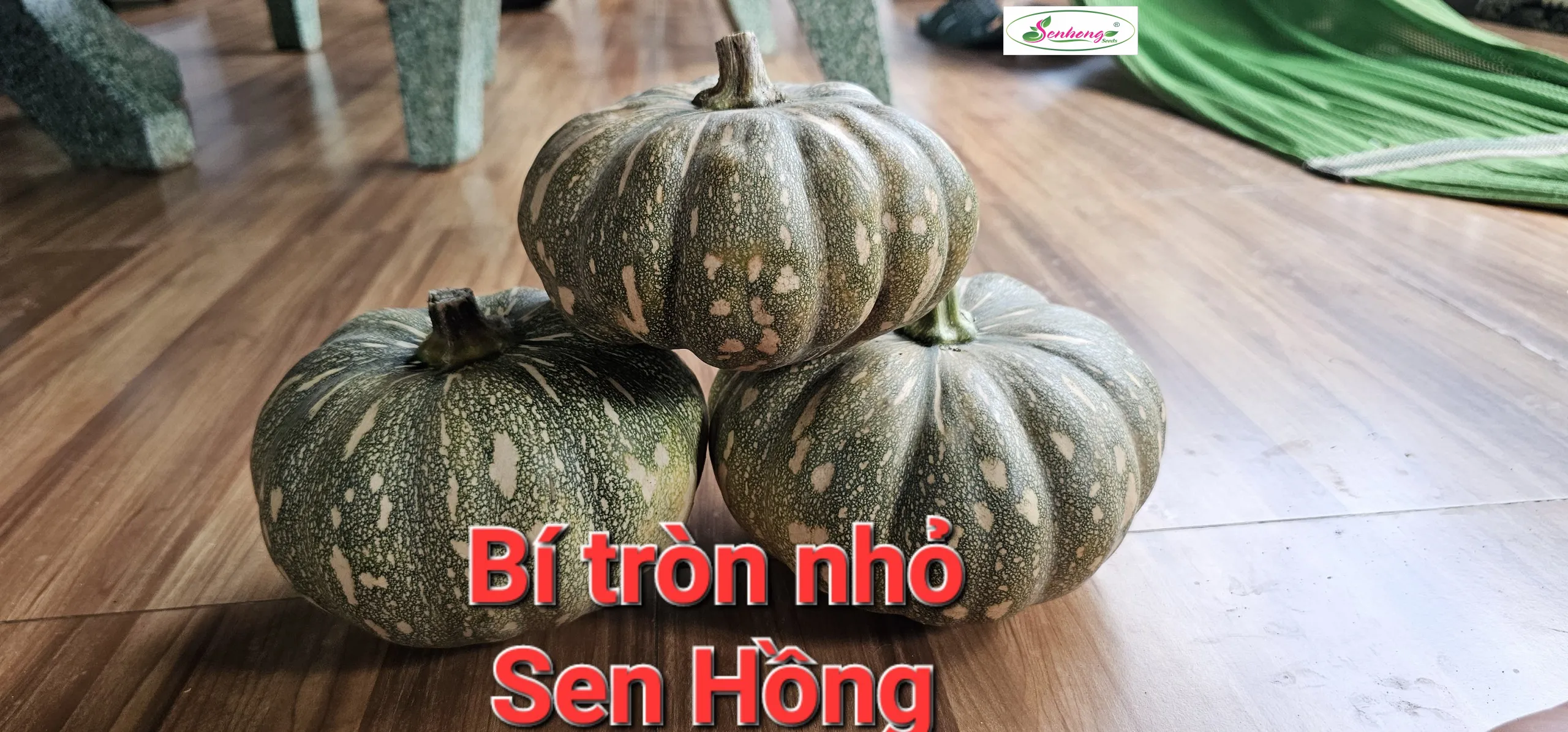 Gói 10gr Hạt giống Bí đỏ tròn SH123 SEN HỒNG - Ảnh 4
