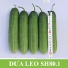 Gói 5gr Hạt giống Dưa leo SH80.1 Sen Hồng - Ảnh 3