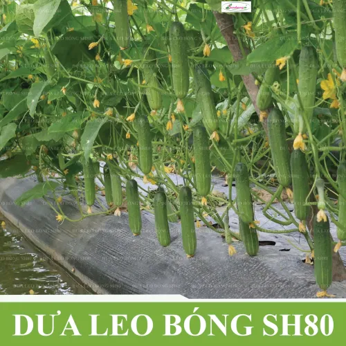 Gói 10gr Hạt giống Dưa leo SH80 Sen Hồng - Ảnh 4