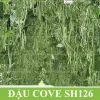 Gói 500gr Hạt giống Đậu Cove SH126 Sen Hồng - Ảnh 3