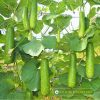 Gói 13g Hạt Giống Bầu sao Delta 28 Đồng Tiền Vàng - Ảnh 3