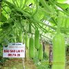 Gói 13g Hạt Giống Bầu sao Delta 28 Đồng Tiền Vàng - Ảnh 4