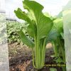 Gói 100g Hạt Giống Cải Ngọt TLP 198 Đồng Tiền Vàng - Ảnh 4