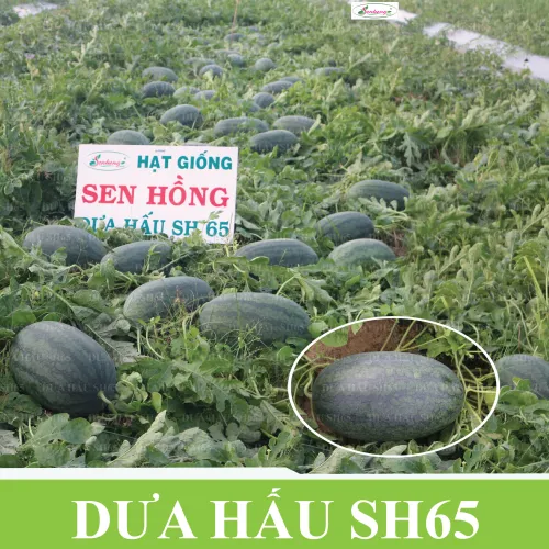 Gói 5gr Hạt giống Dưa hấu SH65 Sen Hồng - Ảnh 3