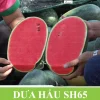 Gói 5gr Hạt giống Dưa hấu SH65 Sen Hồng - Ảnh 2