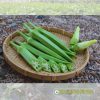 Gói 50g Hạt Giống Đậu bắp Gold Star 204 Đồng Tiền Vàng - Ảnh 3
