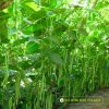 Gói 100g Hạt Giống Đậu cove TLP 68 Đồng Tiền Vàng - Ảnh 4