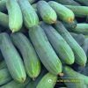 Gói 10g Hạt Giống Dưa leo Galaxy 102 Đồng Tiền Vàng - Ảnh 4