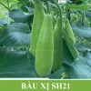 Gói 50H Hạt giống Bầu xị SH21 Sen Hồng - Ảnh 2