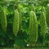 Gói 19g Hạt Giống Khổ qua Sukhoi 29 Đồng Tiền Vàng - Ảnh 4