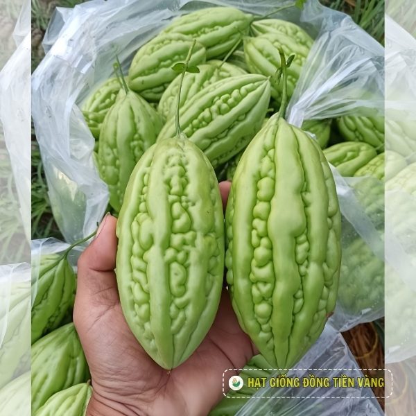 Gói 20g Hạt Giống Khổ qua TLP 922 Đồng Tiền Vàng - Ảnh 2