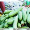 Gói 11.5g Hạt Giống Mướp Hương Melo 58 - Ảnh 3