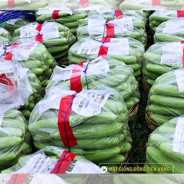 Gói 11.5g Hạt Giống Mướp Hương Melo 58 - Ảnh 4