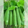 Gói 13g Hạt Giống Mướp Khía Uy Long - Ảnh 4