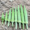 GÓI 50G – HẠT GIỐNG ĐẬU BẮP HGMT-555 - Ảnh 5