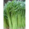 GÓI 50G – HẠT GIỐNG RAU MUỐNG LÁ TRE 001 - Ảnh 3