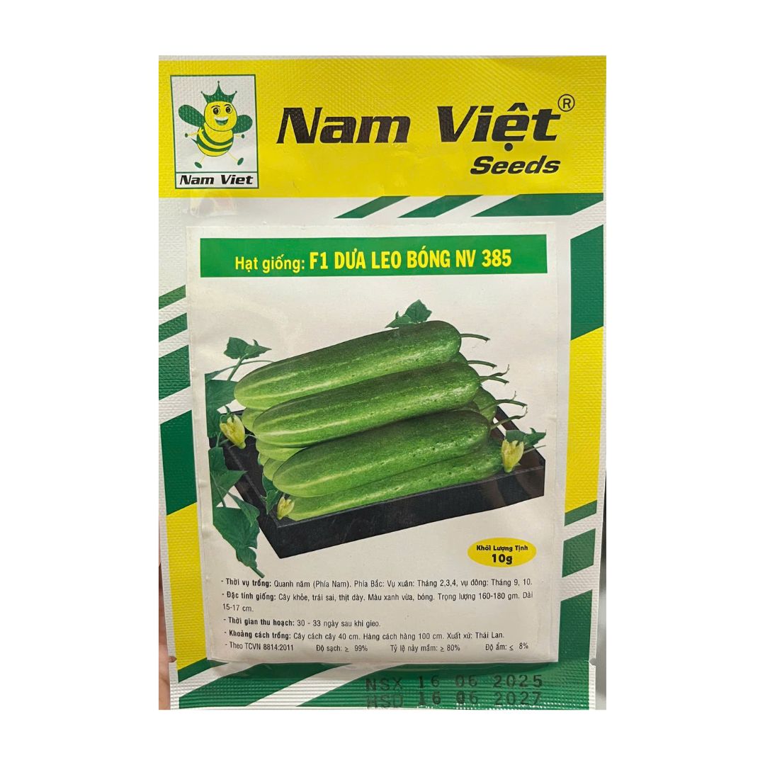 Hạt Giống F1 Dưa Leo Bóng NV 385 Nam Việt – Trái Xanh Bóng, Giòn Ngọt – Gói 10g