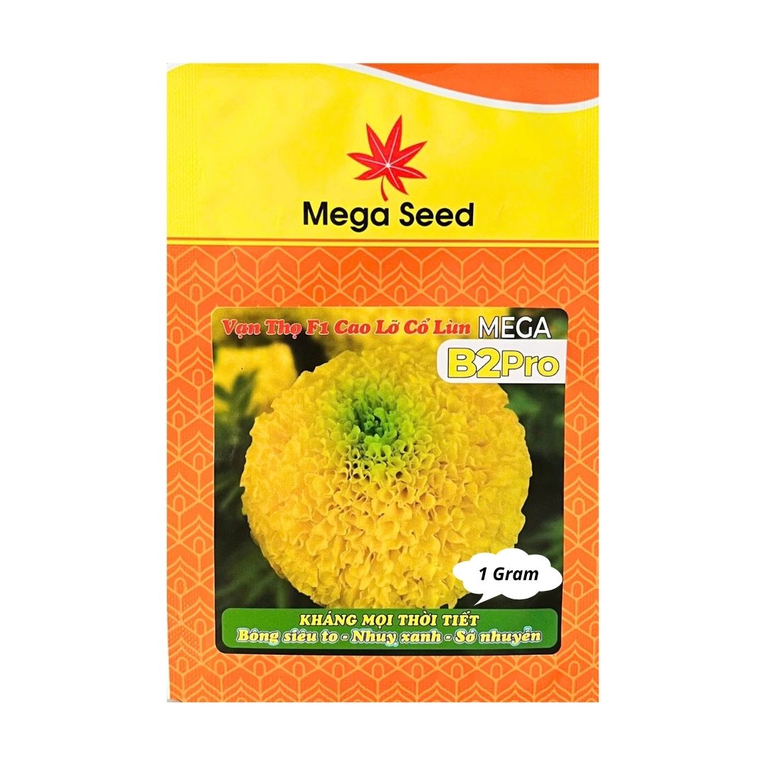 Gói 1G Hạt Giống Vạn Thọ F1 MEGA B2 Pro – Vàng Chanh, Cổ Lùn, Bông To – Mega Seed