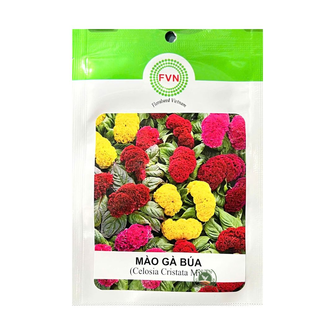 Gói 10-15 Hạt Giống Hoa Mào Gà Búa Celosia – Hoa Lớn, Màu Sắc Rực Rỡ, Ra Hoa Sớm