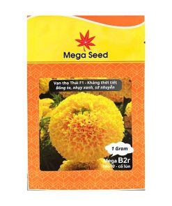 Gói 1G Hạt Giống Vạn Thọ F1 MEGA B2R – Vàng Cao Lỡ, Cổ Lùn, Bông To – Mega Seed