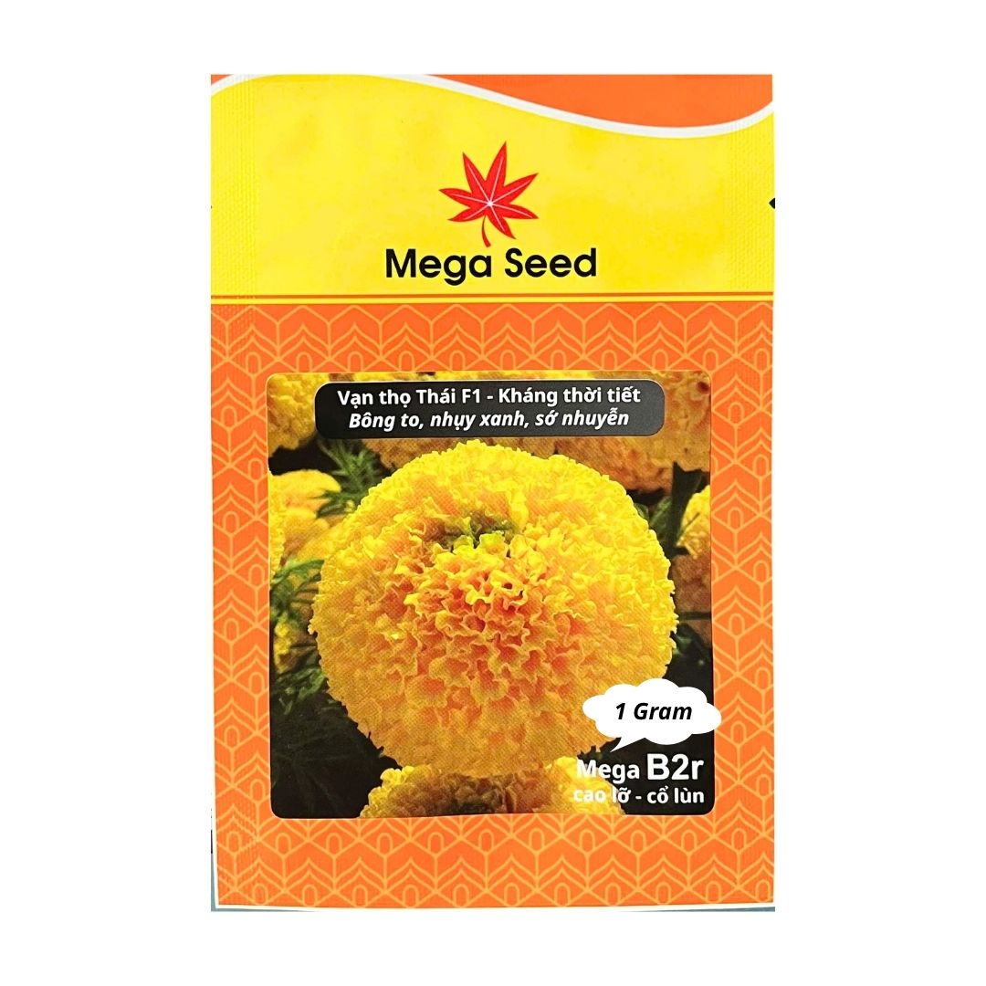 Gói 1G Hạt Giống Vạn Thọ F1 MEGA B2R – Vàng Cao Lỡ, Cổ Lùn, Bông To – Mega Seed