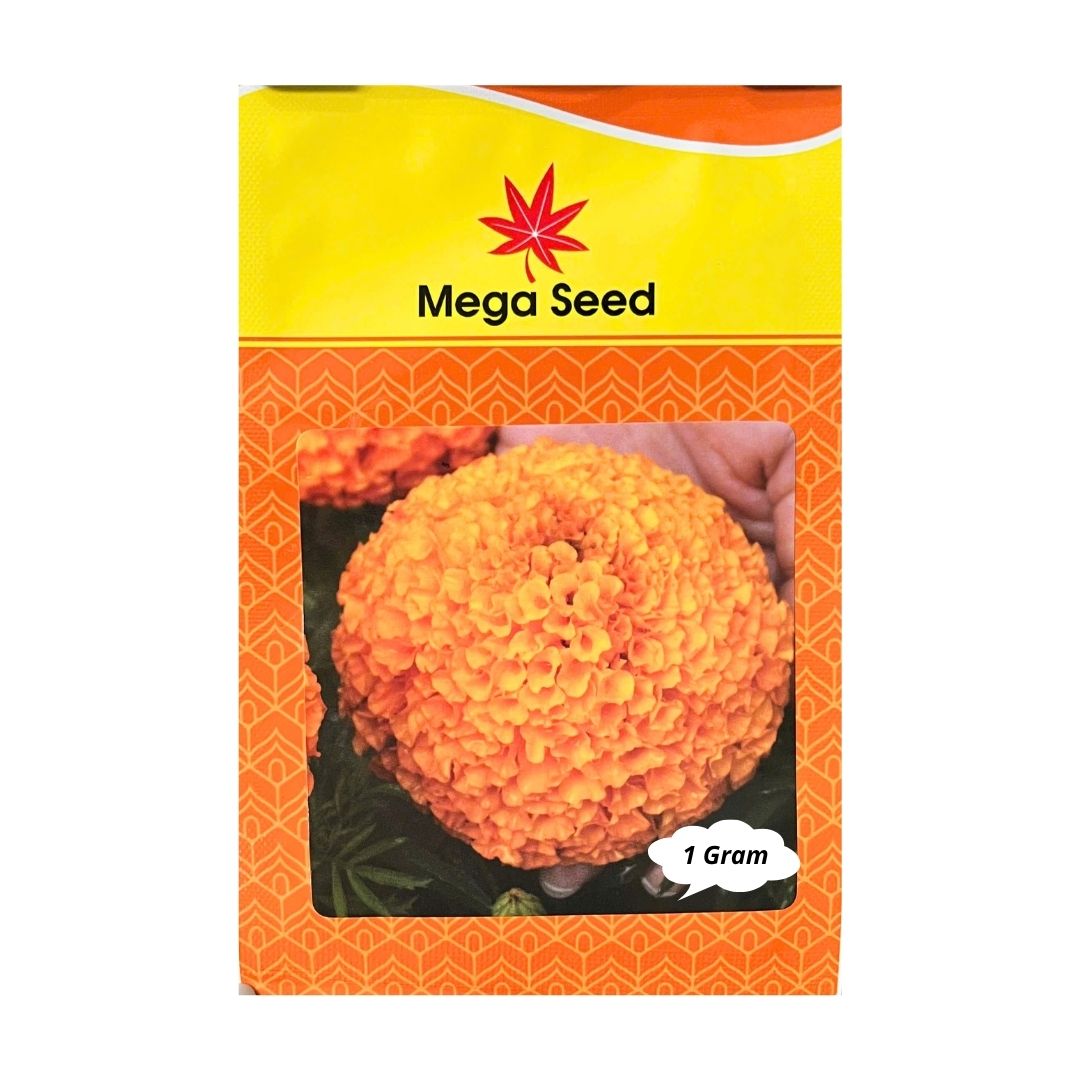 Gói 1G Hạt Giống Vạn Thọ Lùn F1 BINDI Cam Đỏ – Cổ Lùn, Bông To – Mega Seed