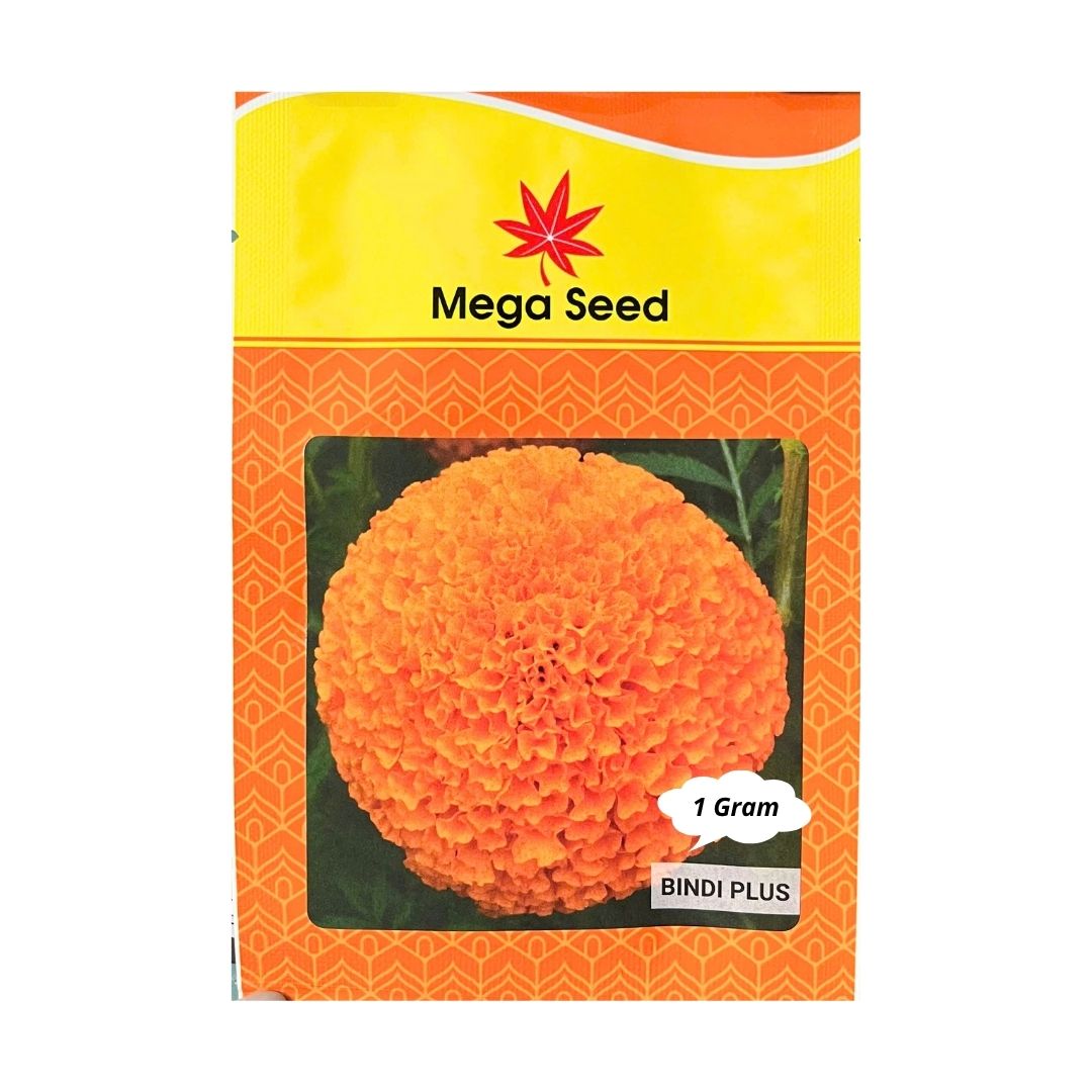 Gói 1G Hạt Giống Vạn Thọ F1 BINDI(+) Cam Đỏ – Cổ Lùn, Bông 8-10CM – Mega Seed