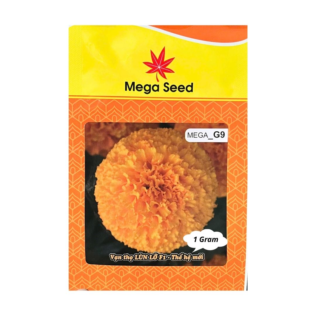 Gói 1G Hạt Giống Vạn Thọ F1 MEGA G9 – Cam Lùn, Cổ Cứng Khỏe, Bông To – Mega Seed