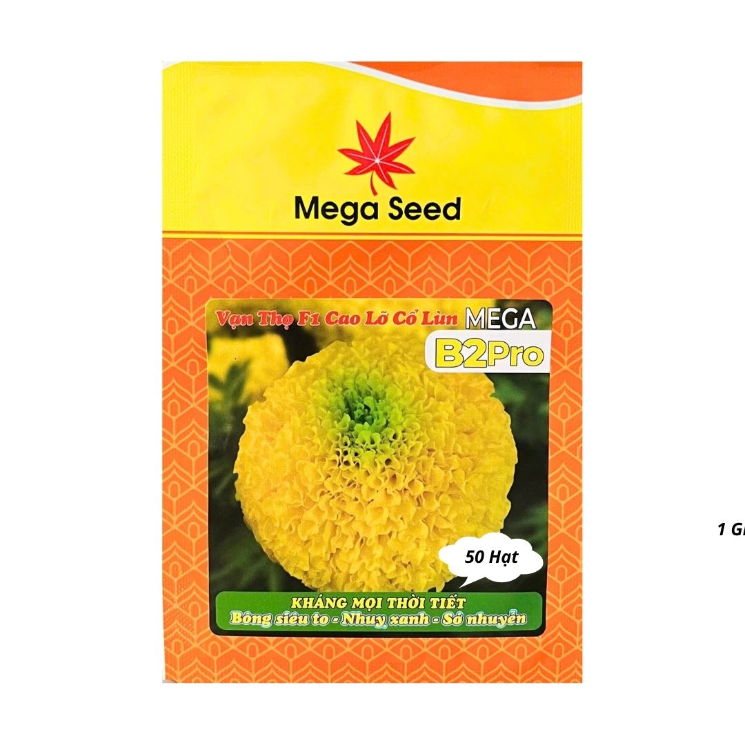 Gói 50 Hạt Giống Vạn Thọ F1 MEGA B2 Pro – Vàng Chanh, Cổ Lùn, Bông To – Mega Seed